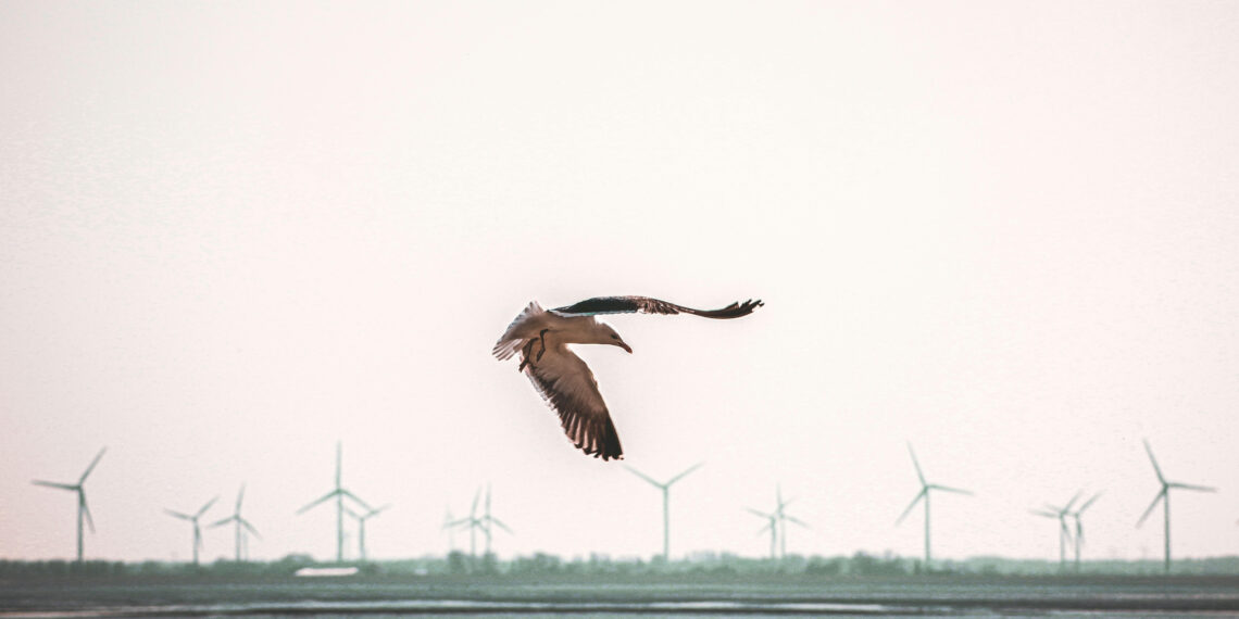 Sauver les oiseaux dans les parcs éoliens grâce à l’IA
