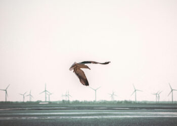 Sauver les oiseaux dans les parcs éoliens grâce à l’IA 